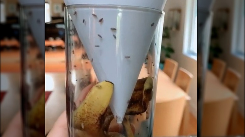 Funnel fruit fly trap