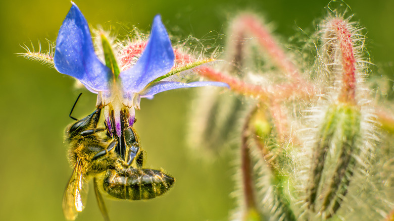 bee on borage flower