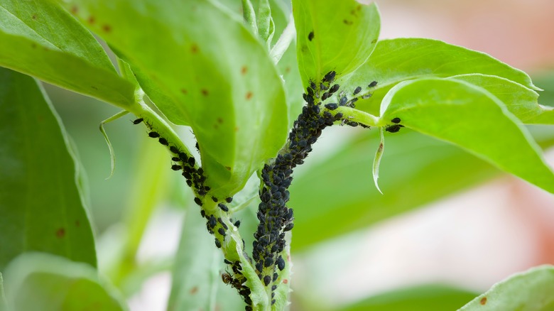 Pests on a plant.