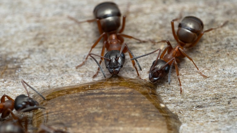 carpenter ants