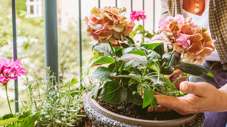 person touching potted hydrangea