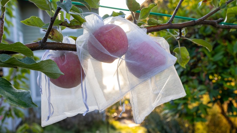 Apples covered with bags while on the tree