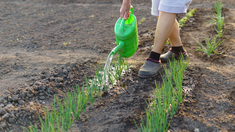 Watering young onion sprouts