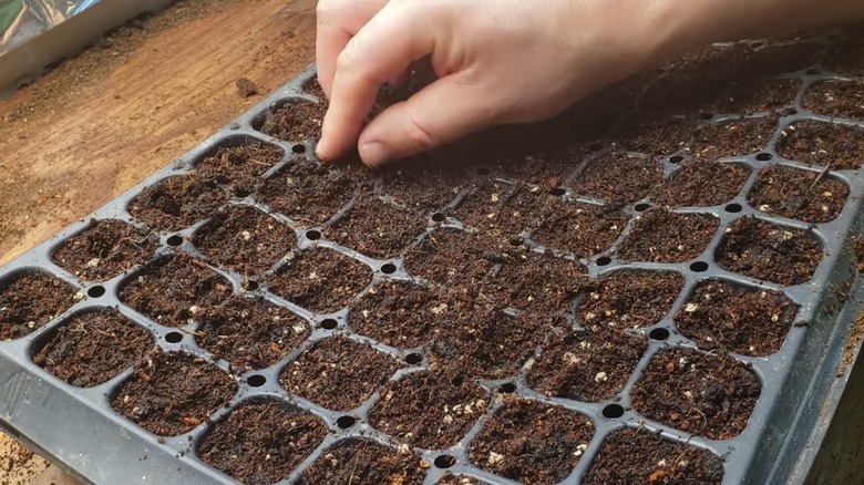 Growing onions using seeds