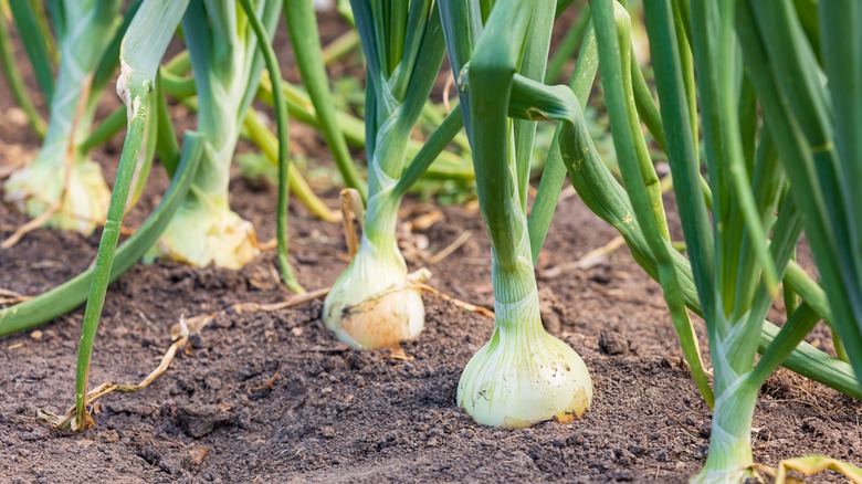 Onions growing in garden