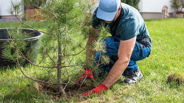 Man planting pine tree in yard