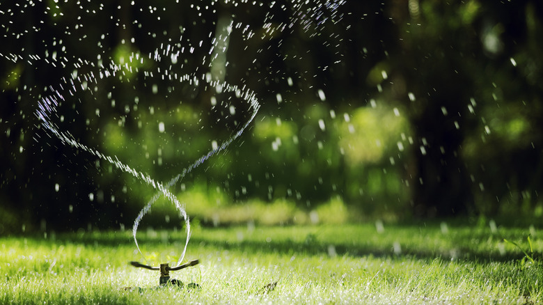 sprinkler watering grass