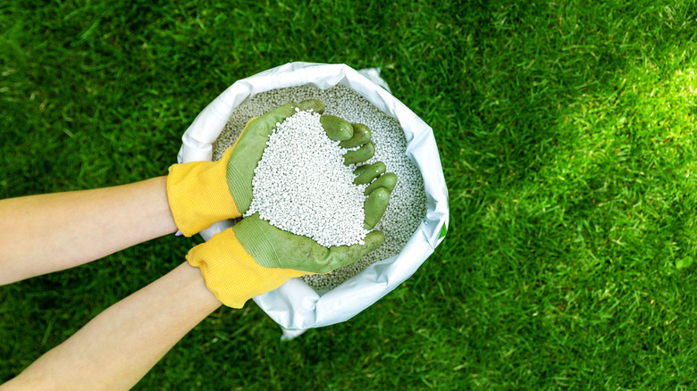 hands holding granular lawn fertilizer