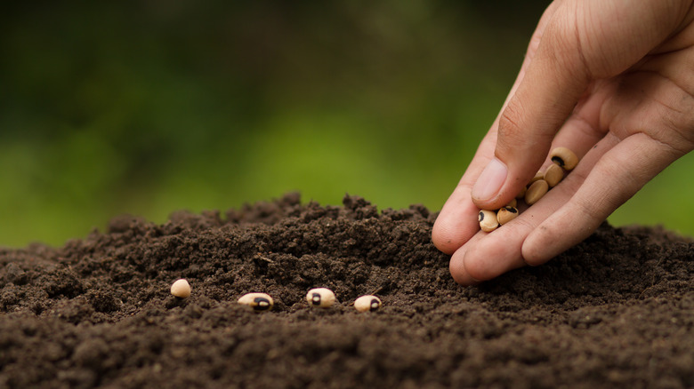 hand planting seeds