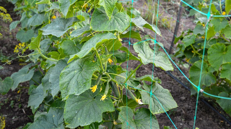 Cucumbers on a trellis