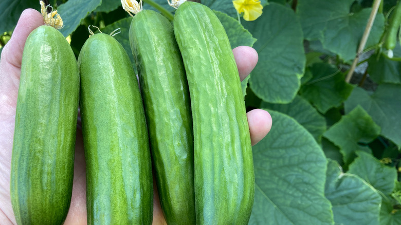 Harvested cucumbers