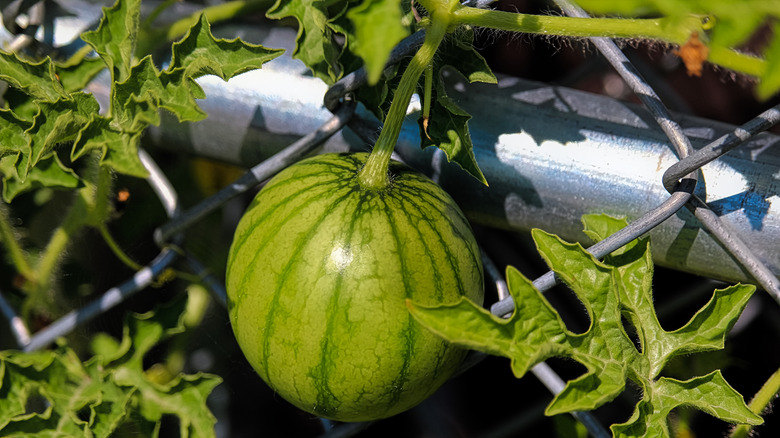 watermelon growing on fence