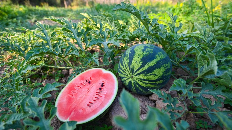 watermelons in garden