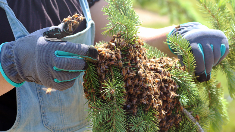 person removing honeybee swarm