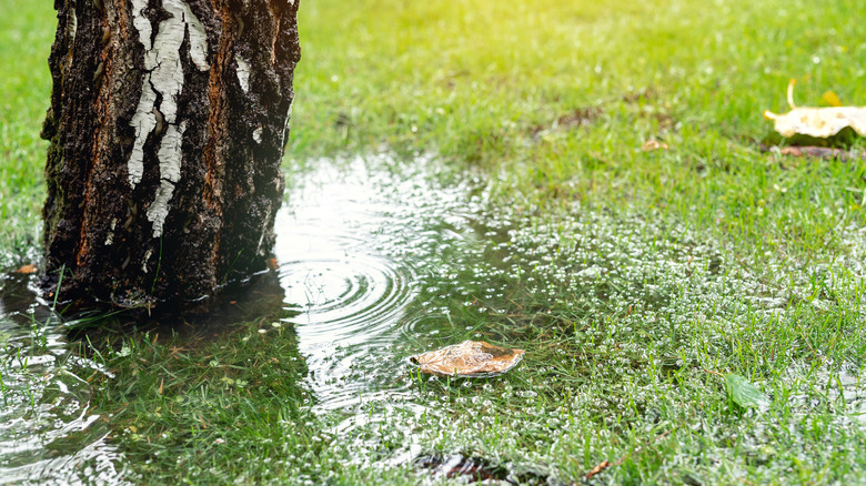 Rainwater pooling around tree trunk