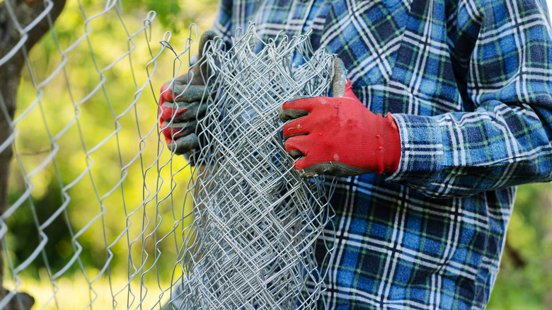 Dogs behind chain link fence