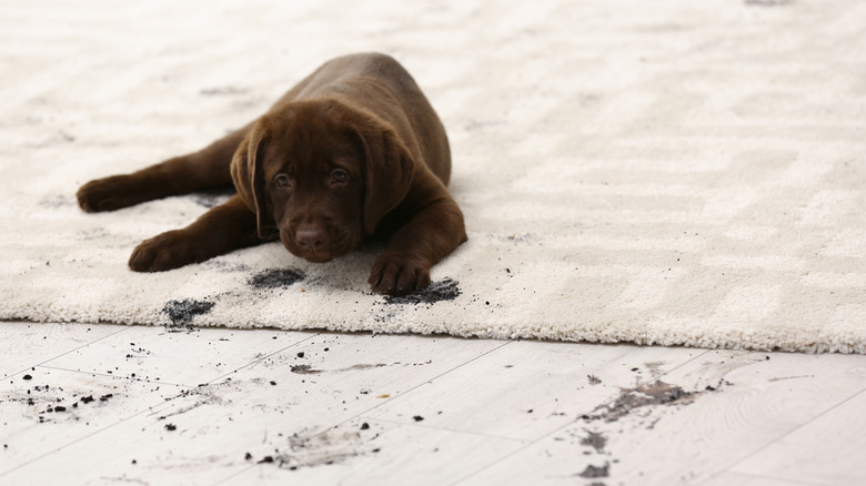 muddy puppy on rug
