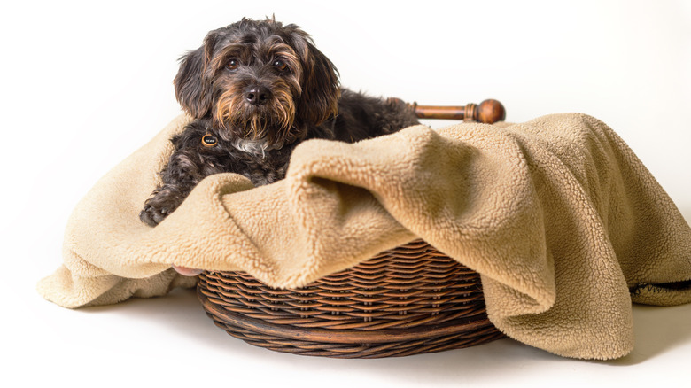 scruffy dog in dog bed