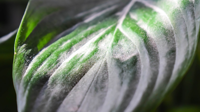 dusty houseplant leaf