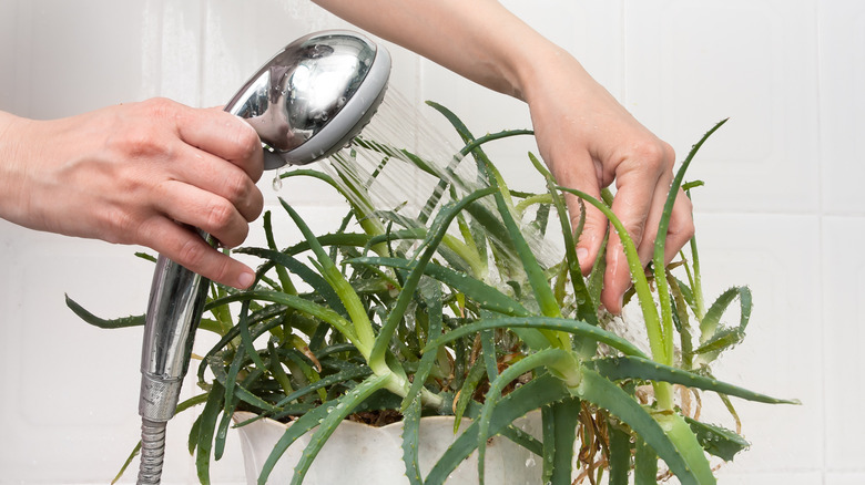 hands washing houseplant 