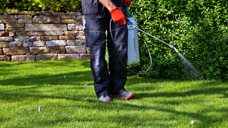 person spraying lawn fertilizer