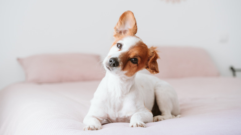 Dog laying on bed