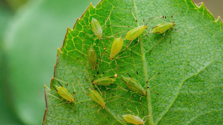 insects om plant