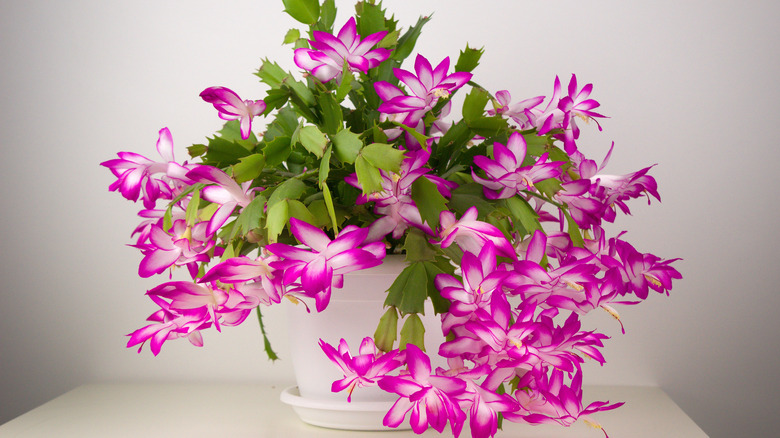 large blooming Christmas cactus