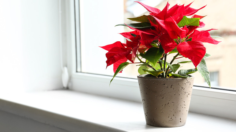 Potted poinsettia by window
