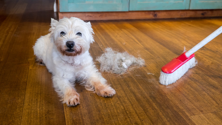 Sweeping up dog hair