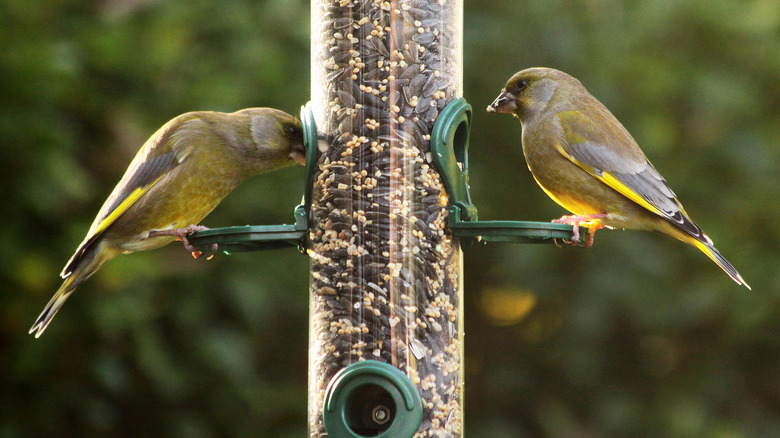 Birds eating from feeder