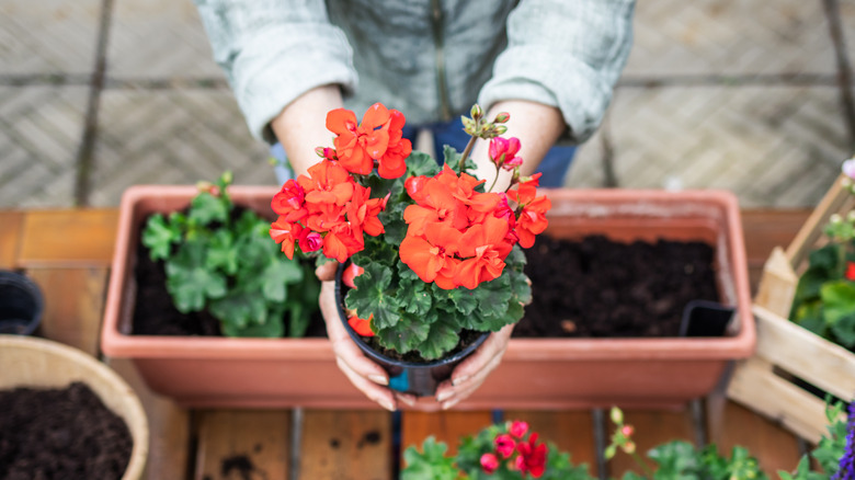 holding potted geraniums in hands 