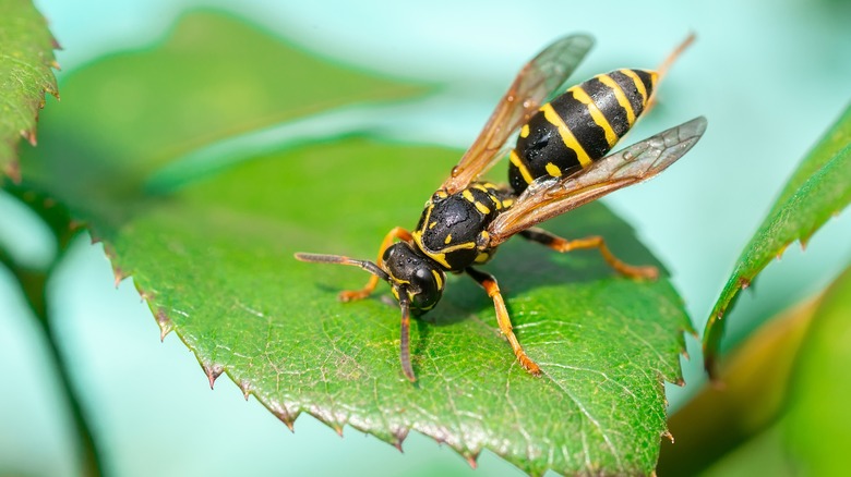 Wasp on leaf