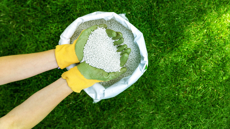 Applying white granular fertilizer to lawn