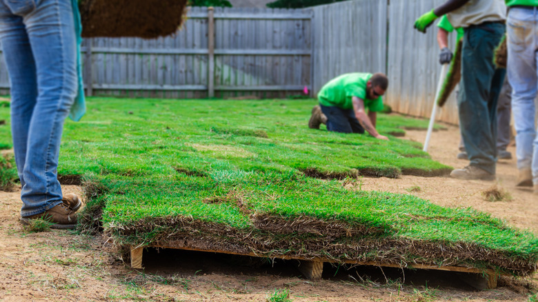 landscaping crew in backyard