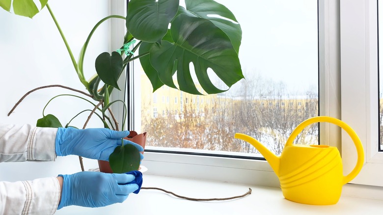 monstera near window