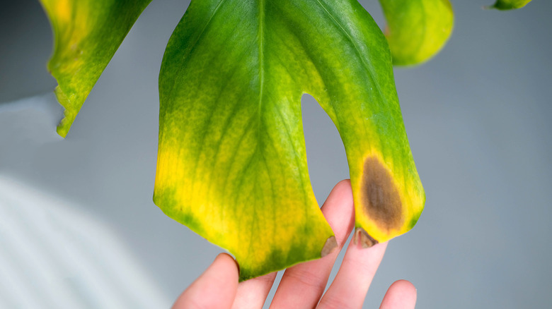 Monstera plant with yellow leaf