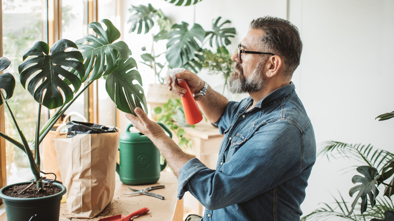 Person watering  monstera