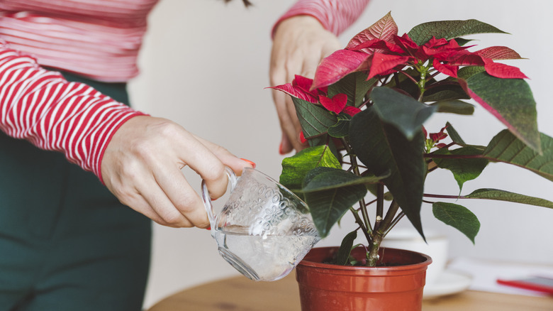 watering a red poinsettia