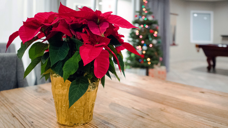 red poinsettia on table