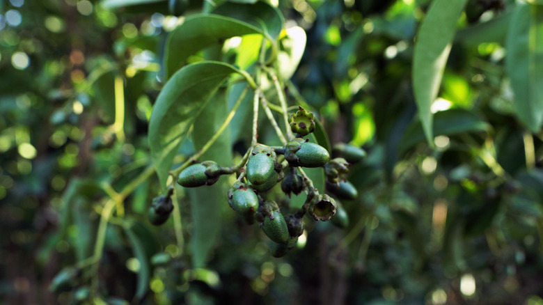 green cinnamon berries