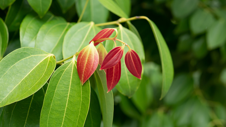 healthy cinnamon leaves