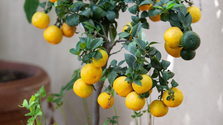 Bright yellow potted lemon tree