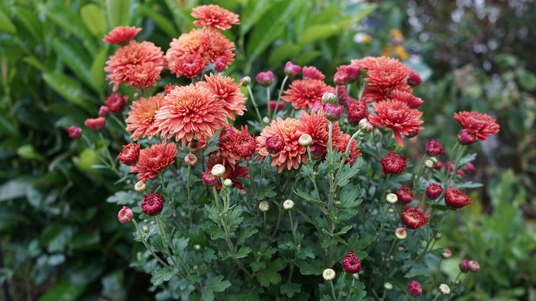 pink blooming mums