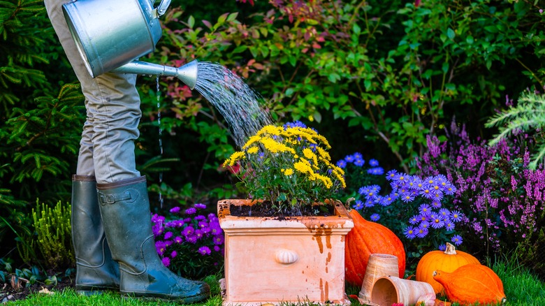 watering mums