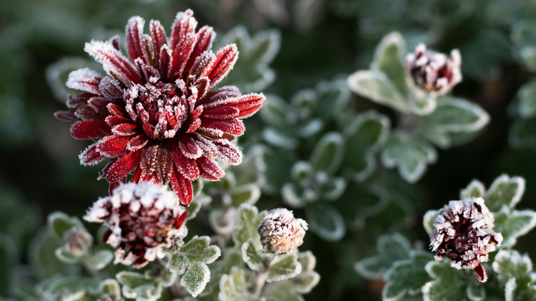 frost on mums