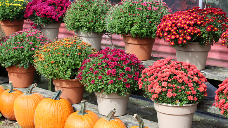 blooming potted mums