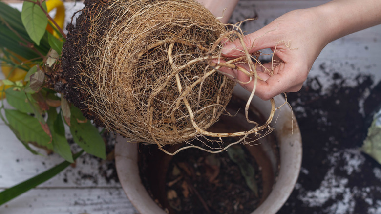 repotting plant