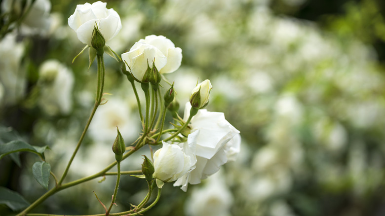 white rose bush