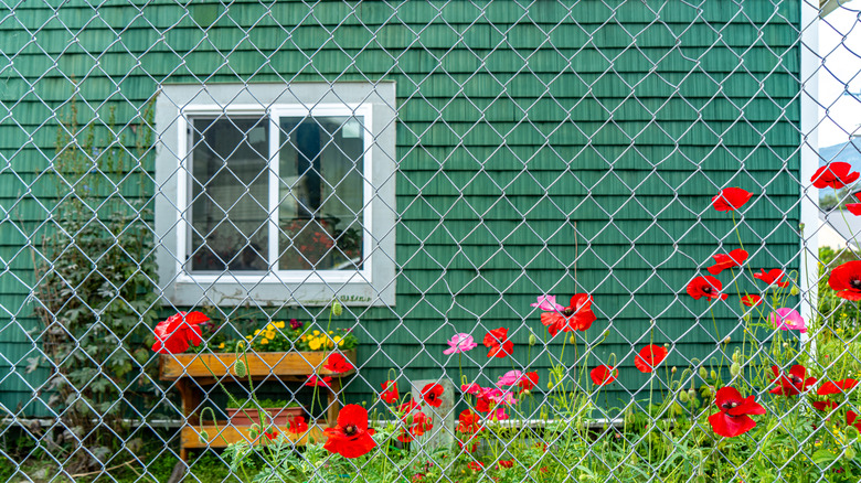 chain link fence yard